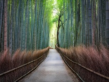 Forêt de bambou d'Arashiyama, Kyoto