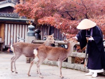 Moine et biches à Nara