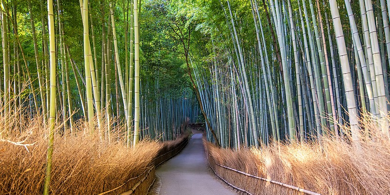 bambous arashiyama