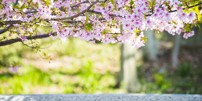 Parc Ueno cerisiers fleurs
