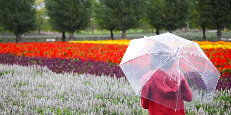 Champs de fleurs à Furano, Hokkaido