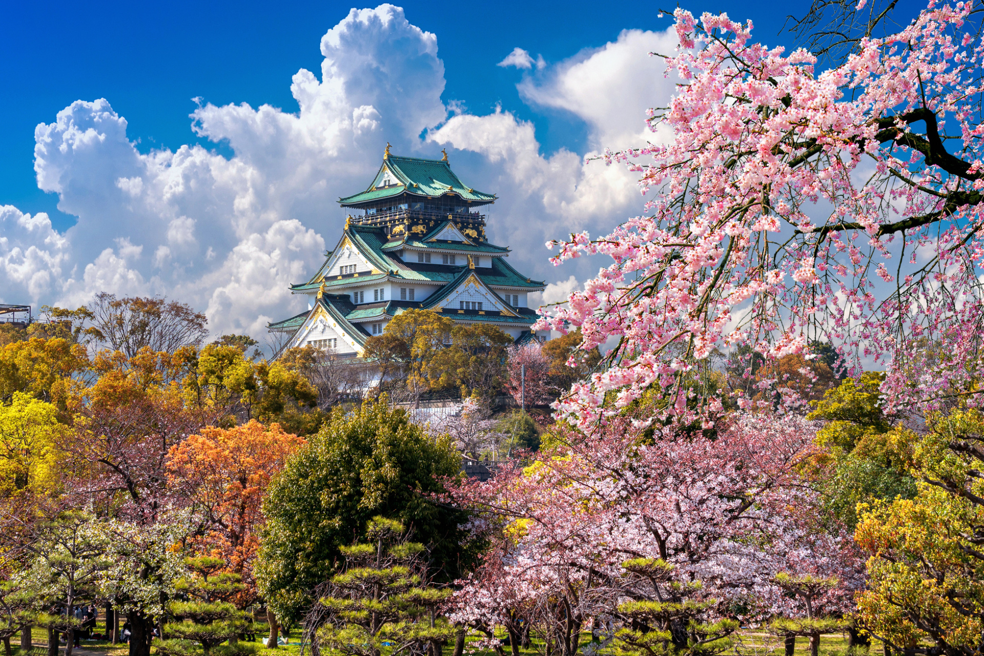 Sakura et château d'Osaka