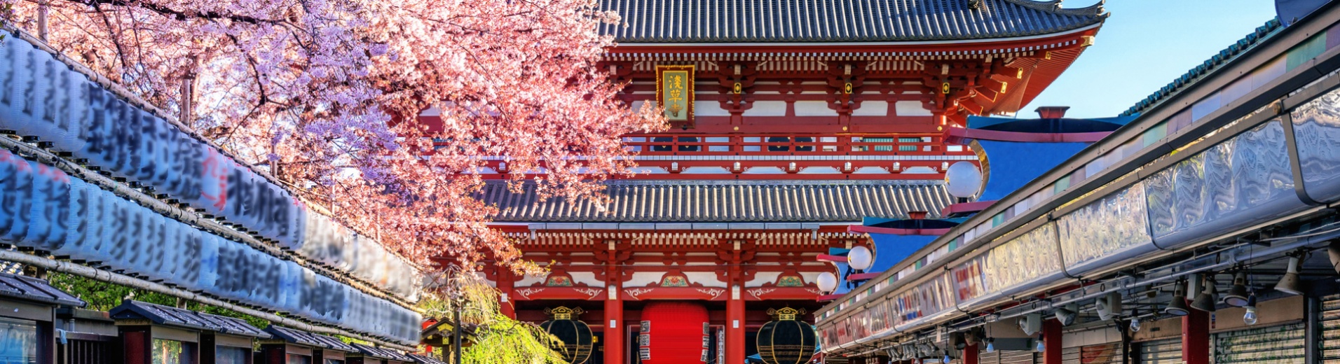 Cerisier en fleurs, Temple Asakusa,Tokyo, Japon
