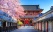 Cerisier en fleurs, Temple Asakusa,Tokyo, Japon