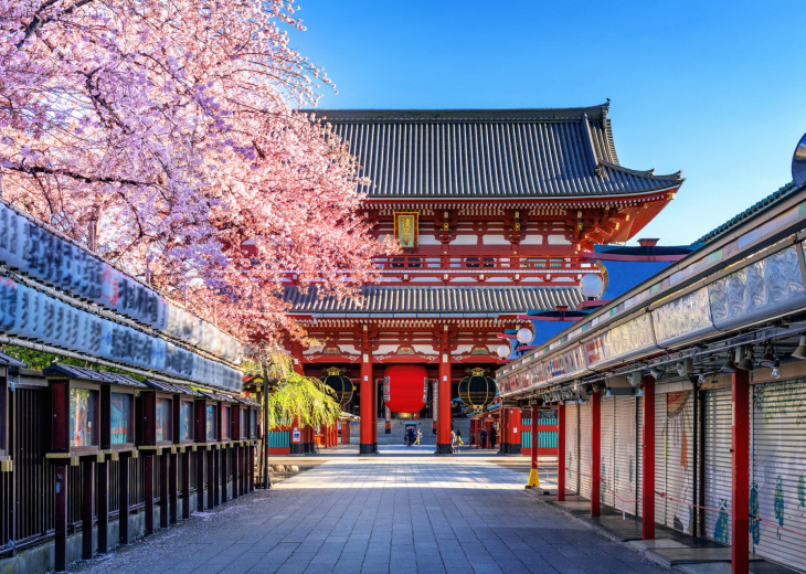 Cerisier en fleurs, Temple Asakusa,Tokyo, Japon