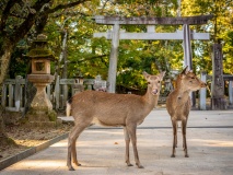 Deux biches devant un tori, Nara
