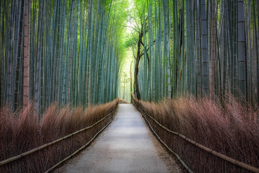 Forêt de bambou d'Arashiyama, Kyoto