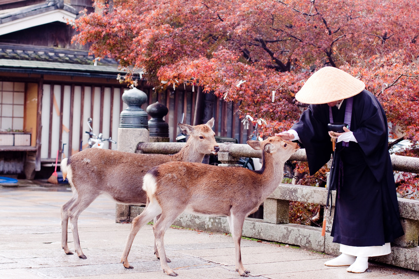 Moine et biches à Nara