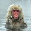 Singe japonais dans un onsen en hiver