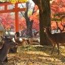 Troupeau de biches, Nara, Japon