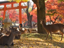 Troupeau de biches, Nara, Japon