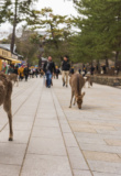 Ville de Nara, Japon