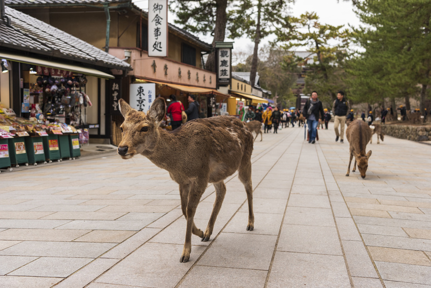 Ville de Nara, Japon