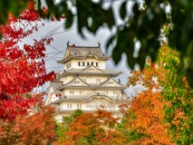 Château d'Himeji en automne