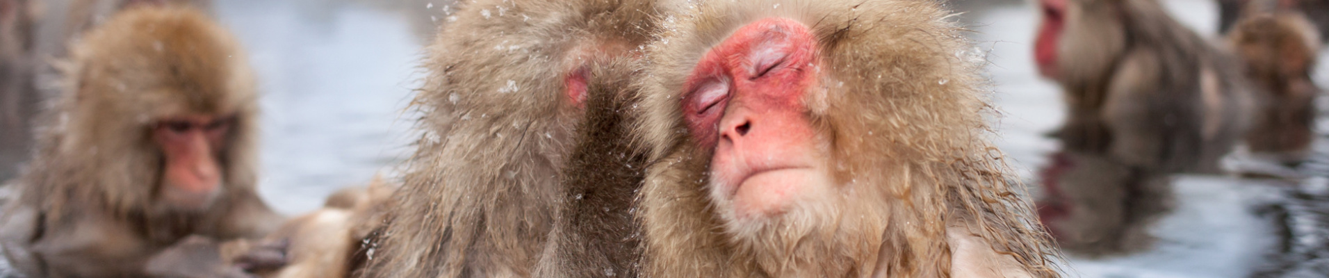 Des singes dans un onsen, Japon