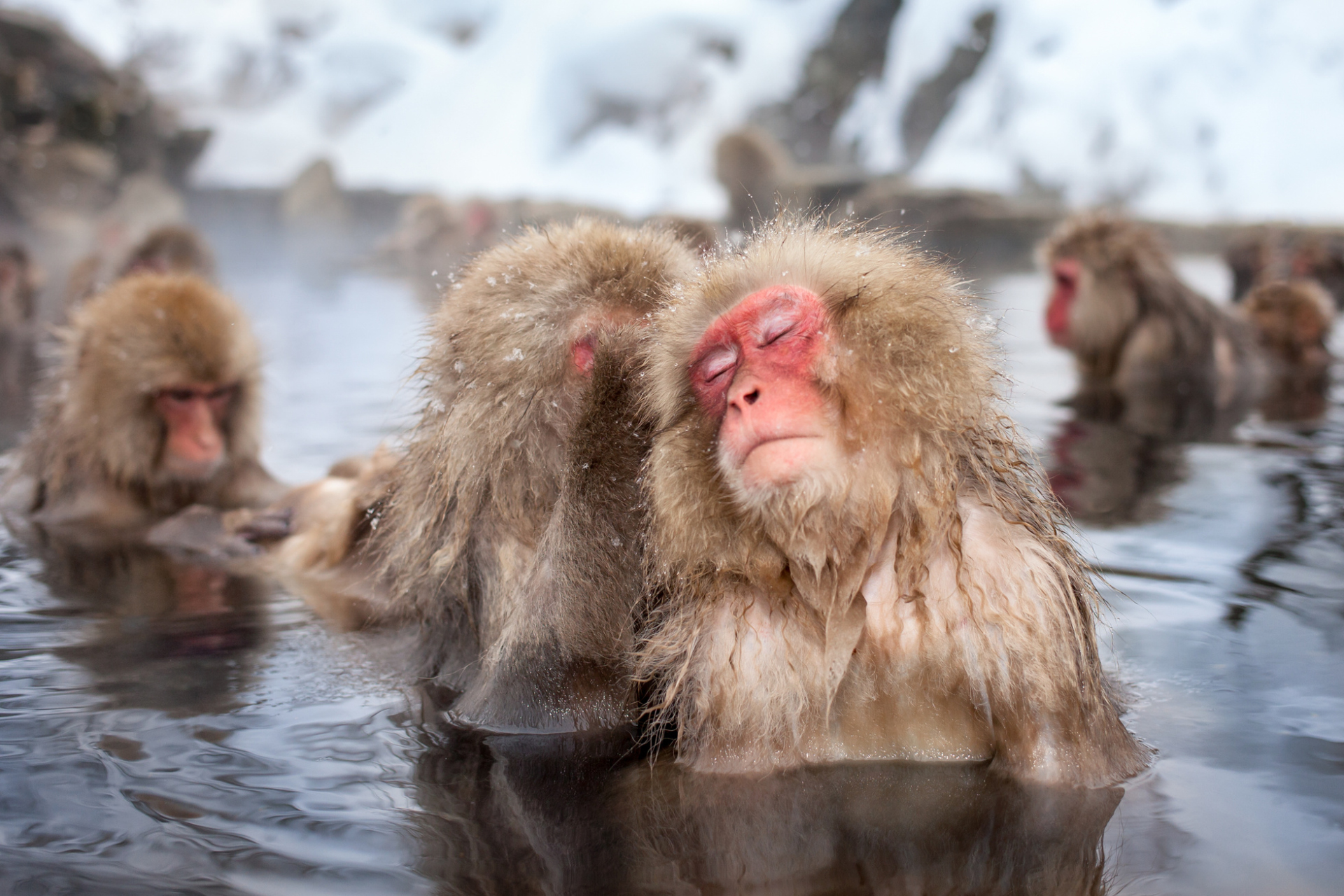 Des singes dans un onsen, Japon