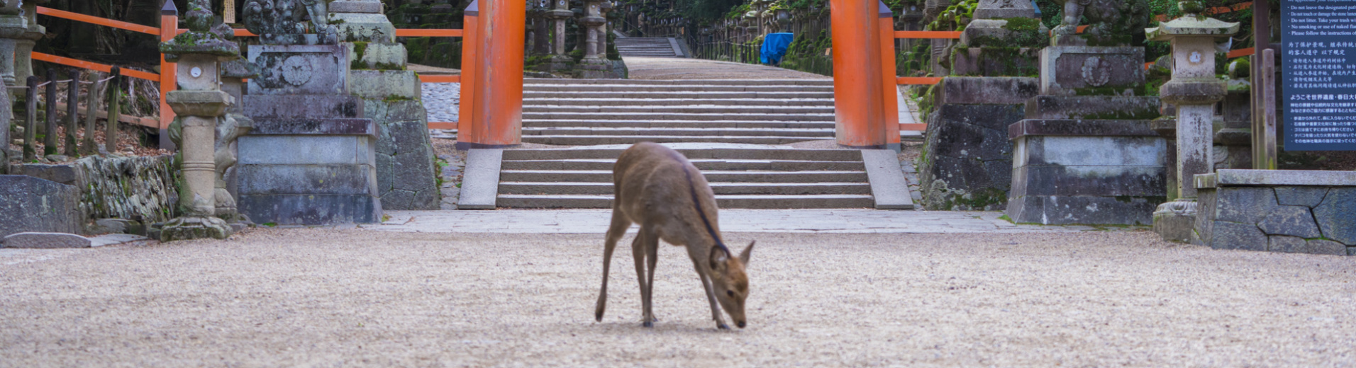 Divine Nara