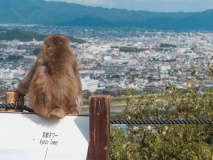 Singe et vue sur Kyoto