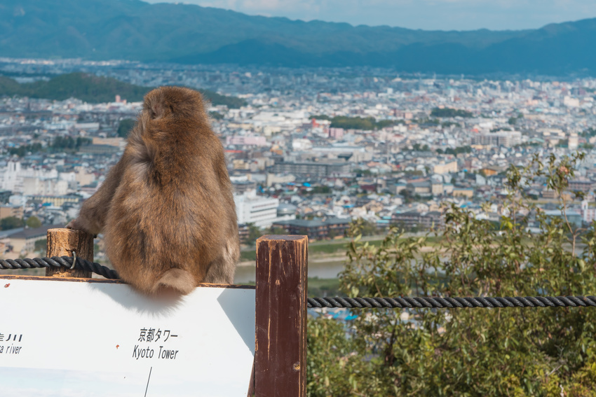 Singe et vue sur Kyoto