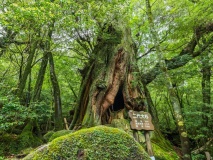 Forêt de Yakushima