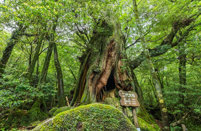 Forêt de Yakushima