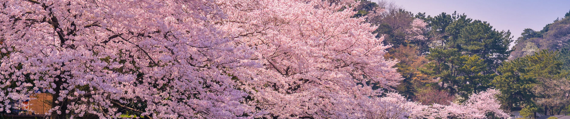 sakura-japon