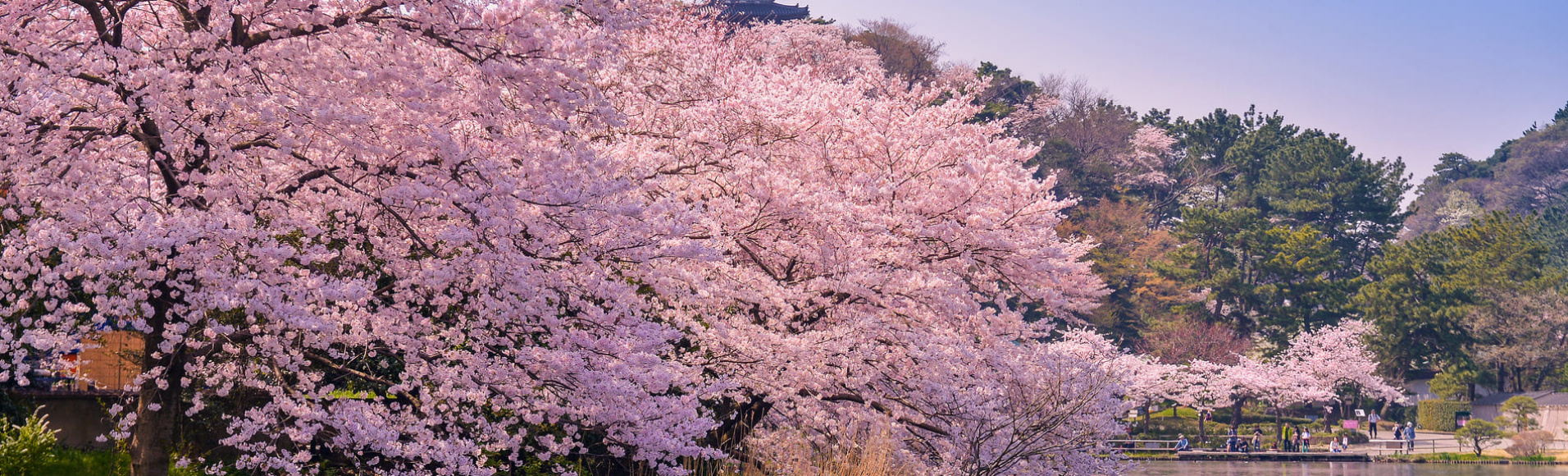 sakura-japon