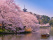 sakura-japon